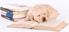 puppy with book